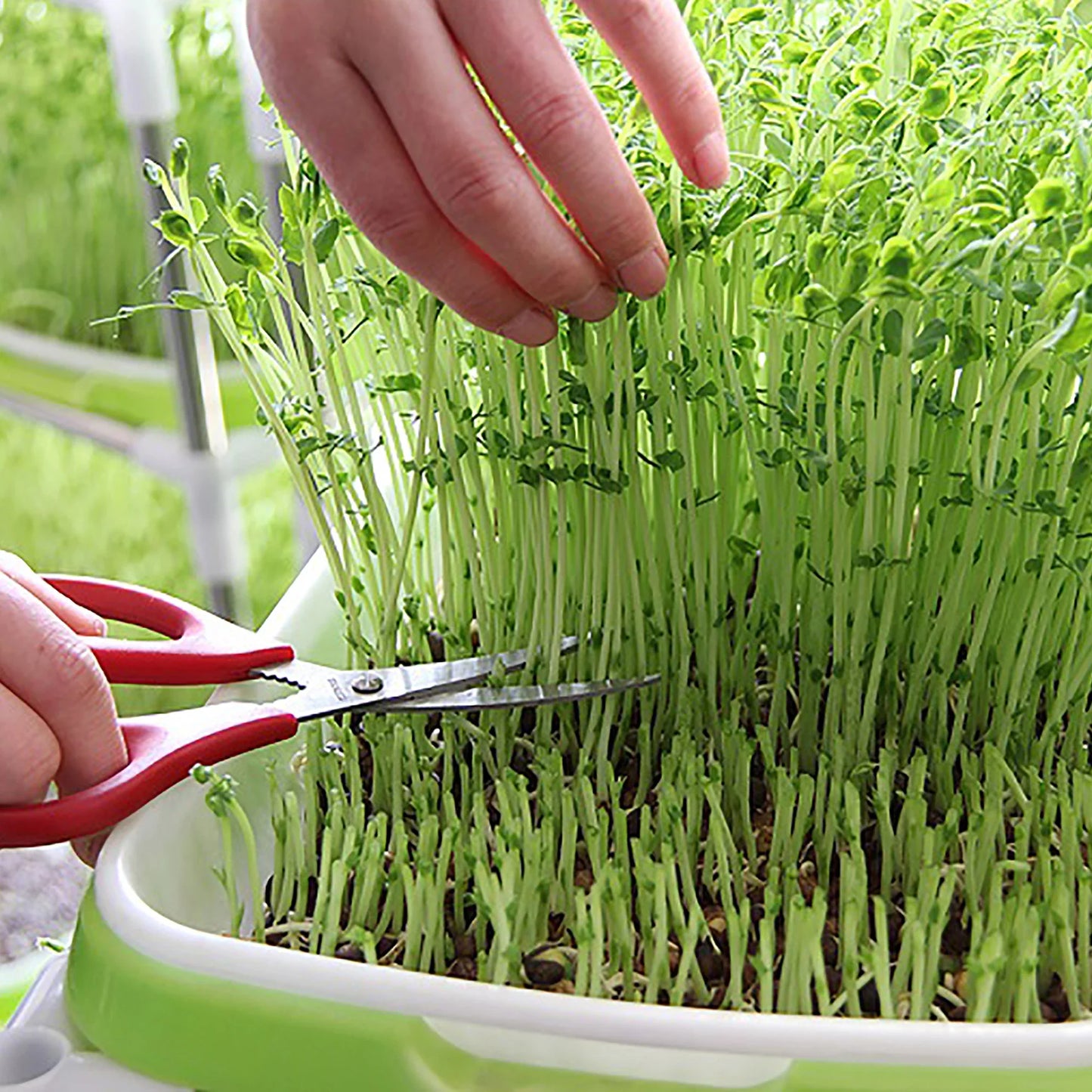 Germination Tray Seed Germination Tray Seedling Tray Wheatgrass Seed Planting Soilless Cultivation Planting Pot
