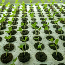 Load image into Gallery viewer, 50pcs Seed Root Growth Sponges Soilless Growing Seedling Growth Helper Seed Starter Plugs for Hydroponic Flowers Plants