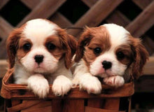 Load image into Gallery viewer, Puppies Basket 5D Full Drill Round Diamond Art Painting Ships from USA Cross Stitch Handmade Artwork DIY