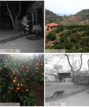 Load image into Gallery viewer, Outdoor Hunting Camera 12MP HD Night Vision Trail Camera Wild Animal Detector Waterproof Monitoring Infrared Heat Sensing