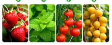 Load image into Gallery viewer, Seed starter tray with grow lights, 1 seed germination kit with adjustable humidity dome, seedling starter tray with raised lid.
