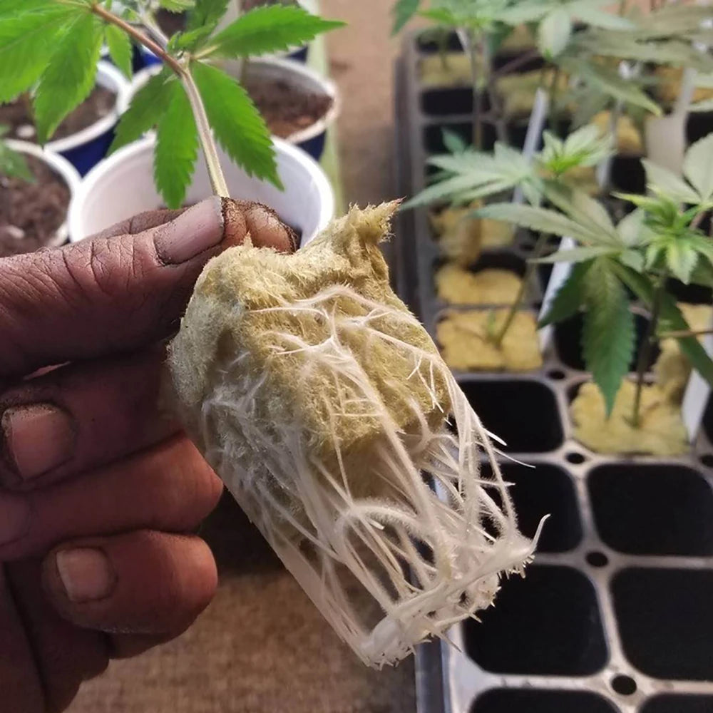 5PCS/1PCS 50 Cubes Sheet Block Propagation Cloning Seed Raising Hydroponic Soilless Planting Sponge Planting Grow Starter Cubes