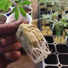 Load image into Gallery viewer, 5PCS/1PCS 50 Cubes Sheet Block Propagation Cloning Seed Raising Hydroponic Soilless Planting Sponge Planting Grow Starter Cubes
