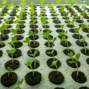 50pcs Seed Root Growth Sponges Soilless Growing Seedling Growth Helper Seed Starter Plugs for Hydroponic Flowers Plants