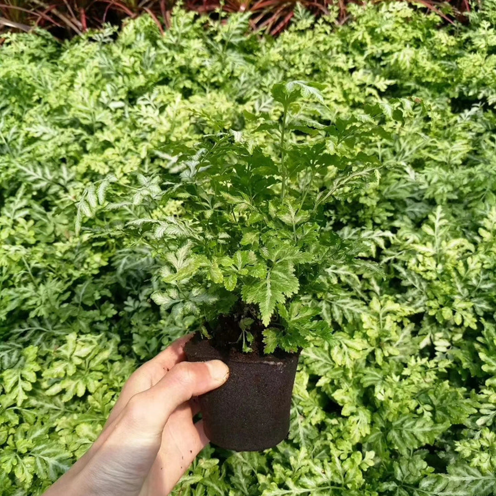 50pcs Seed Root Growth Sponges Soilless Growing Seedling Growth Helper Seed Starter Plugs for Hydroponic Flowers Plants