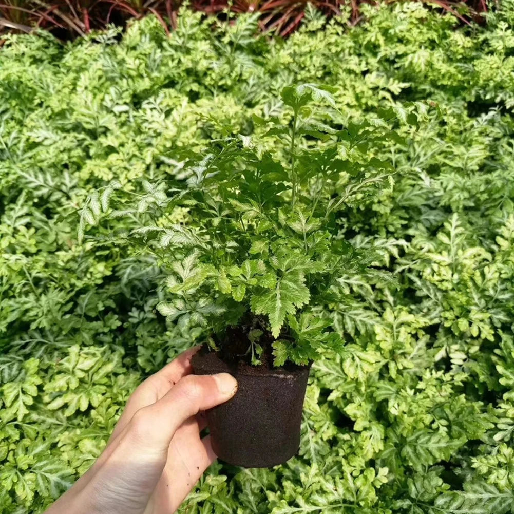 50pcs Seed Root Growth Sponges Soilless Growing Seedling Growth Helper Seed Starter Plugs for Hydroponic Flowers Plants