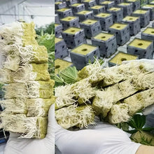Load image into Gallery viewer, Green Seed Starter Cubes Surface for Optimal Germination, Ideal for Hydroponic and Soilless Planting, Vegetable Seed Compatible
