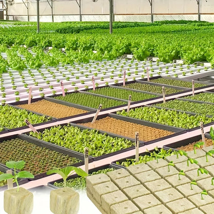 Green Seed Starter Cubes Surface for Optimal Germination, Ideal for Hydroponic and Soilless Planting, Vegetable Seed Compatible