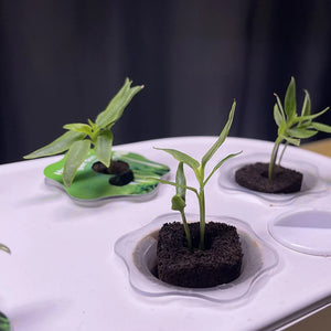 50pcs Seed Root Growth Sponges Soilless Growing Seedling Growth Helper Seed Starter Plugs for Hydroponic Flowers Plants