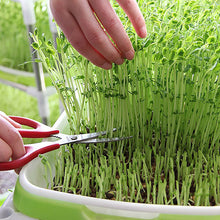 Load image into Gallery viewer, Germination Tray Seed Germination Tray Seedling Tray Wheatgrass Seed Planting Soilless Cultivation Planting Pot
