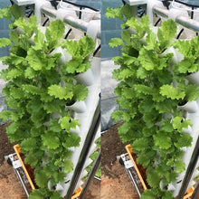Load image into Gallery viewer, New Style Indoor Greenhouse Hydroponic Grow System Vertical Plant With Accesories

