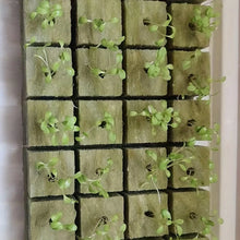 Load image into Gallery viewer, Green Seed Starter Cubes Surface for Optimal Germination, Ideal for Hydroponic and Soilless Planting, Vegetable Seed Compatible
