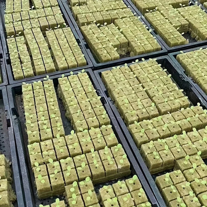 Green Seed Starter Cubes Surface for Optimal Germination, Ideal for Hydroponic and Soilless Planting, Vegetable Seed Compatible