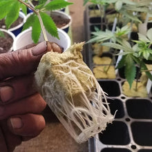 Load image into Gallery viewer, Green Seed Starter Cubes Surface for Optimal Germination, Ideal for Hydroponic and Soilless Planting, Vegetable Seed Compatible
