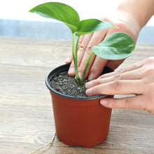 Load image into Gallery viewer, 75Pcs Flexible Plant Nursery Pots Seed Starting Pots Plastic Flower Plant Container for Succulents Seedlings Cuttings Transplant
