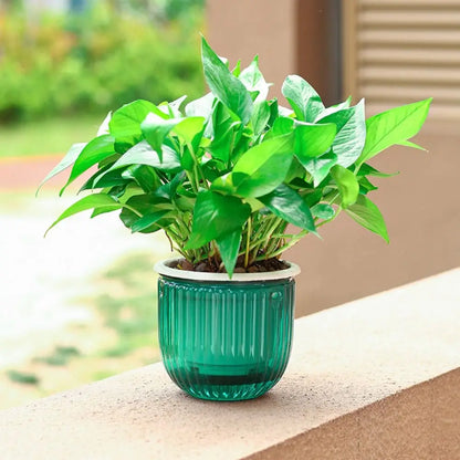 Garden Decoration Self-watering Flower Pot Plant with Chain Hanging Flower Pots Round with Drainage Holes Houseplant Flowerpot