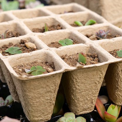 Seed Starter Tray Plants Growing Trays Germination Trays Organic Plant Starter Kit for Seed Growing Germination