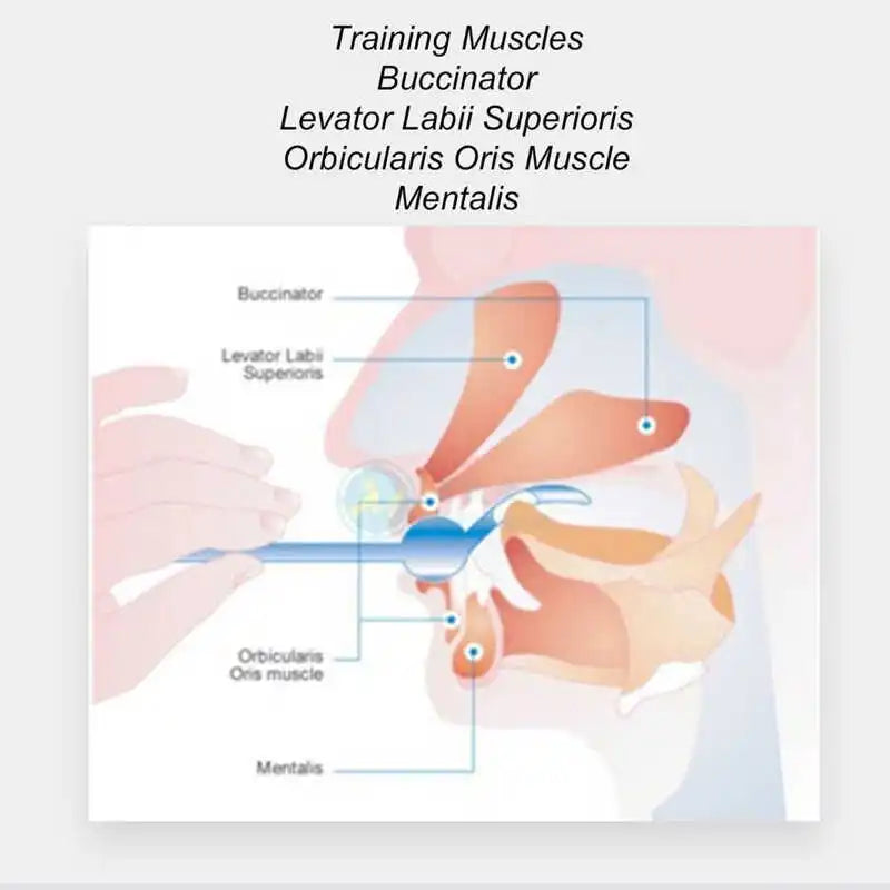 4pcs Tongue Muscle Trainer Portable Oral Lips Muscle Exerciser Recovery Tongue Training Tool for Dysarthria Muscle Training