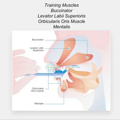 4pcs Tongue Muscle Trainer Portable Oral Lips Muscle Exerciser Recovery Tongue Training Tool for Dysarthria Muscle Training