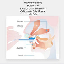 Load image into Gallery viewer, 4pcs Tongue Muscle Trainer Portable Oral Lips Muscle Exerciser Recovery Tongue Training Tool for Dysarthria Muscle Training
