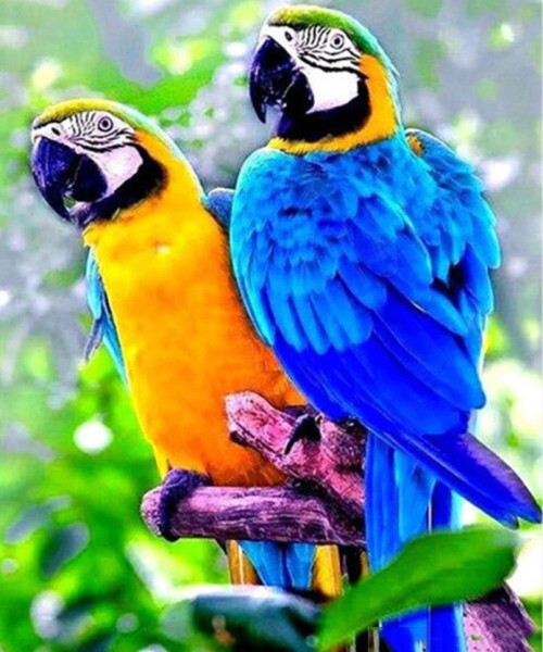 Tropical Parrots on Limb Full Round Drill 5D Diamond Painting Bead Artwork Cross Stitch Embroidery Diamond Mosaic Ship from USA