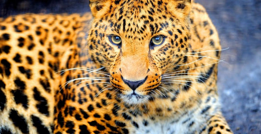 Leopard 5D Full Round Drill Diamond Painting DIY Diamond Art Decor Animal Mosaic Crystal Paintings Animal Artwork Ships from USA