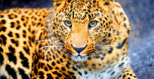 Load image into Gallery viewer, Leopard 5D Full Round Drill Diamond Painting DIY Diamond Art Decor Animal Mosaic Crystal Paintings Animal Artwork Ships from USA
